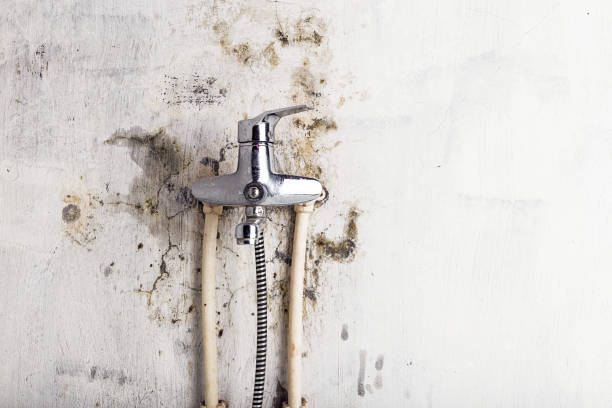 Professional Mold Remediation in Bella Vista, CA