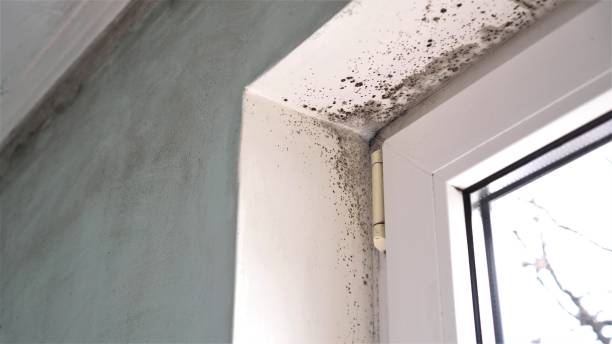 Best Residential Mold Remediation in Bella Vista, CA