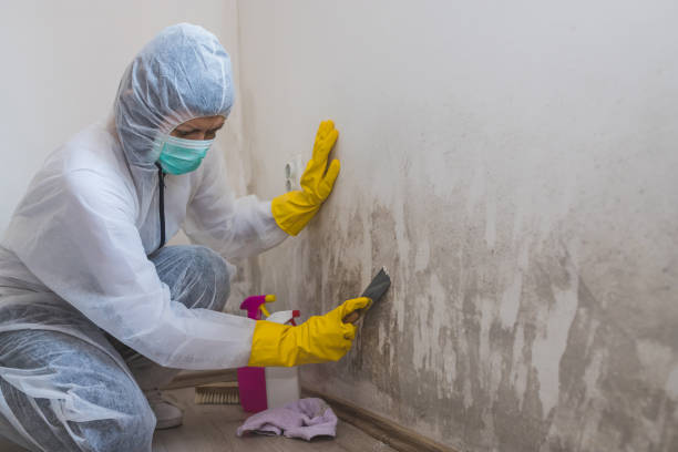 Best Industrial Mold Remediation in Bella Vista, CA