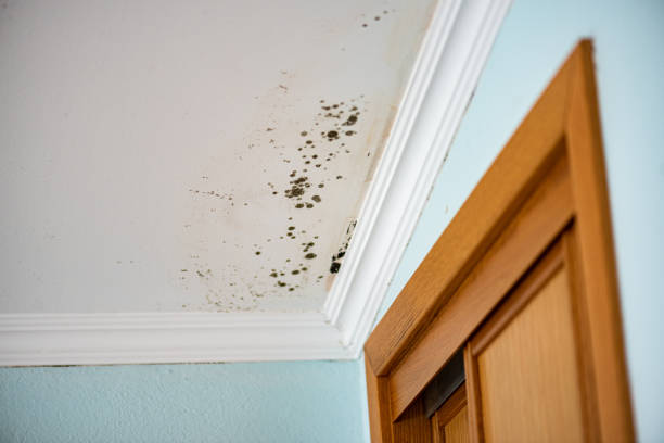 Best HVAC Mold Remediation in Bella Vista, CA