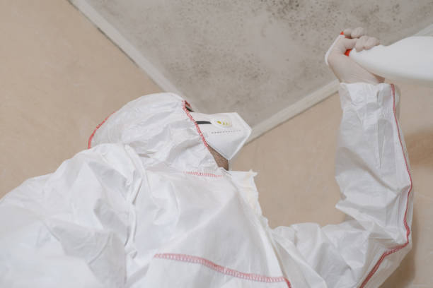 Best Insurance-Related Mold Remediation in Bella Vista, CA