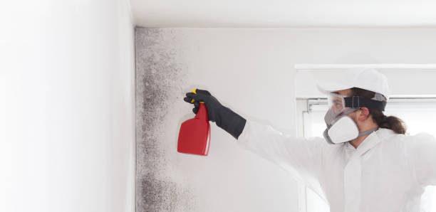 Best Basement Mold Remediation in Bella Vista, CA