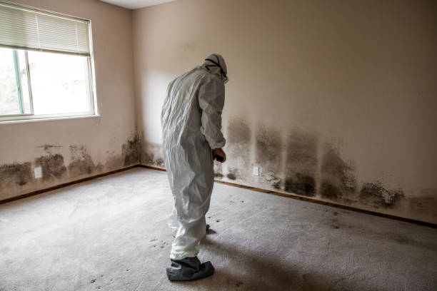 Best DIY Mold Remediation Support Services in Bella Vista, CA